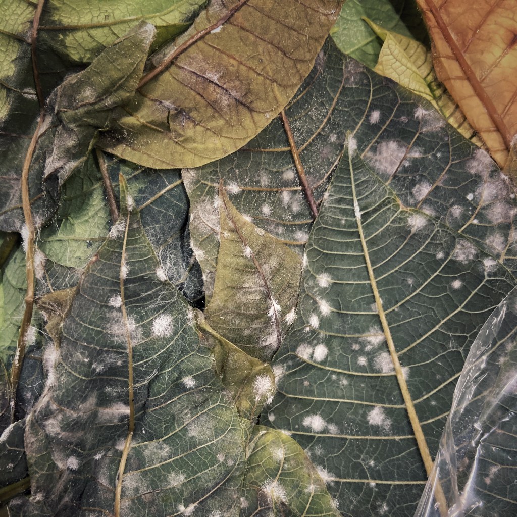 Machine Learning Sonnet No.&nbsp;5